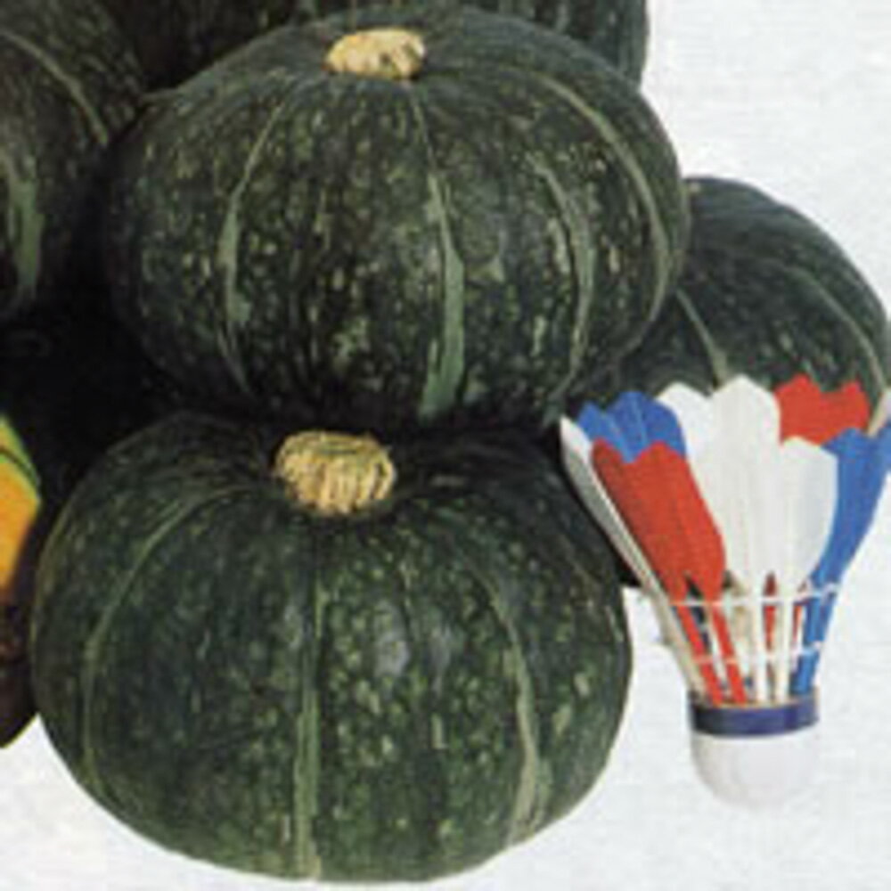 ほっこり姫南瓜 タキイ交配 100粒100R 南瓜 カボチャ かぼちゃ【タキイ 種 たね タネ】【通常5倍 5のつ..