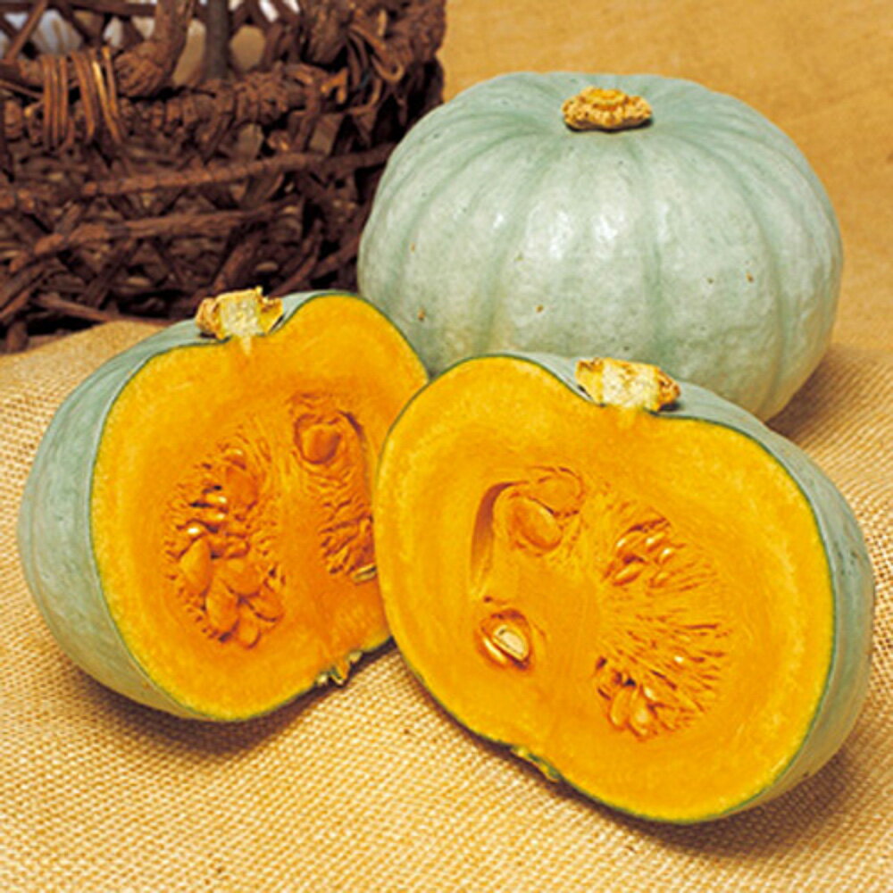 樂天商城 - 夢味南瓜 タキイ交配 100粒100R 南瓜 カボチャ かぼちゃ【タキイ 種 たね タネ】【通常5倍 5のつく日はポイント10倍】