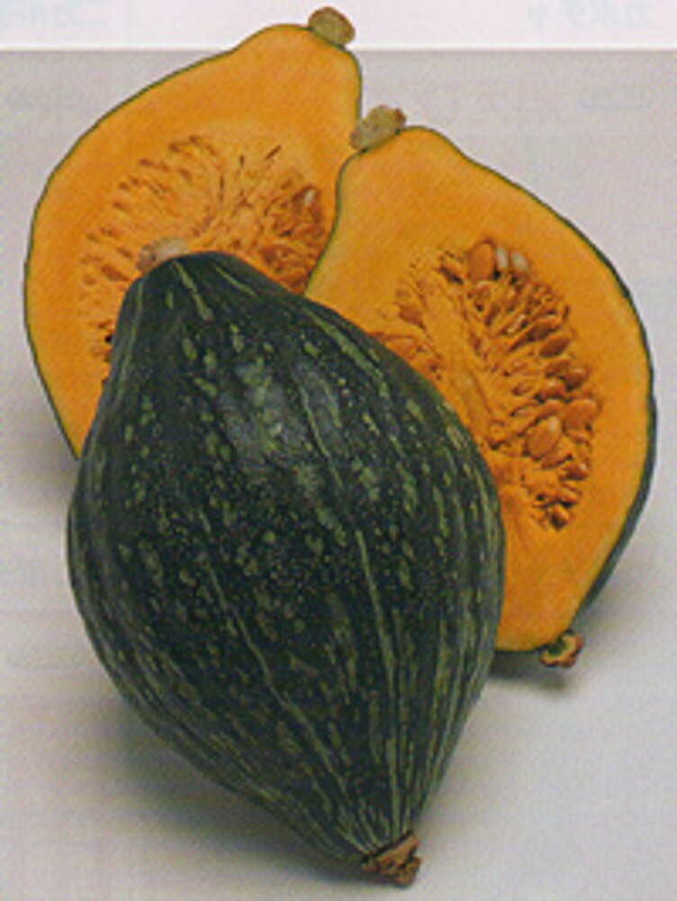 樂天商城 - ロロン南瓜 タキイ交配 100粒100R 南瓜 カボチャ かぼちゃ【タキイ 種 たね タネ】【通常5倍 5のつく日はポイント10倍】