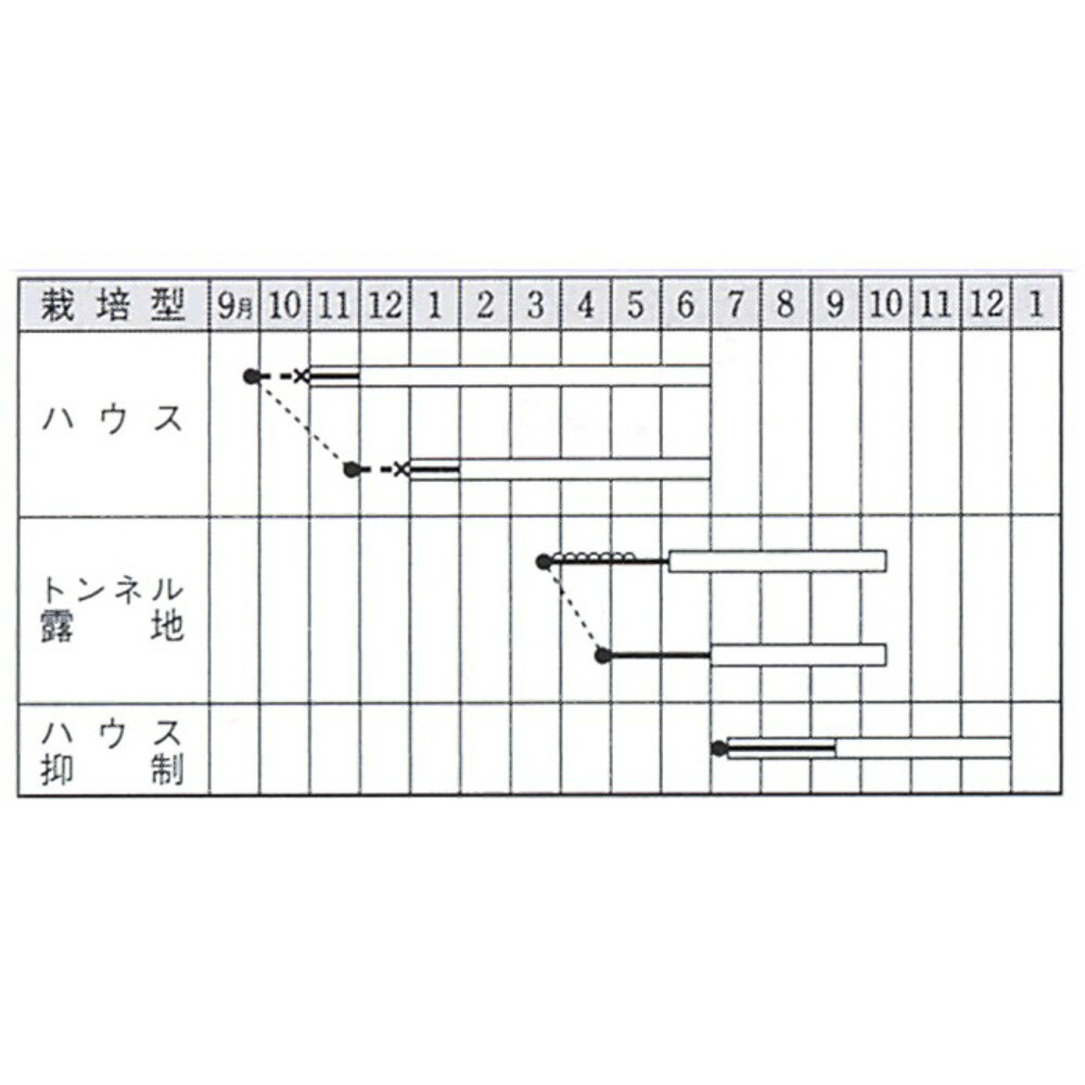 アーリーファイブ オクラ タキイ交配 1万粒10センR オクラ おくら 【タキイ 種 た...