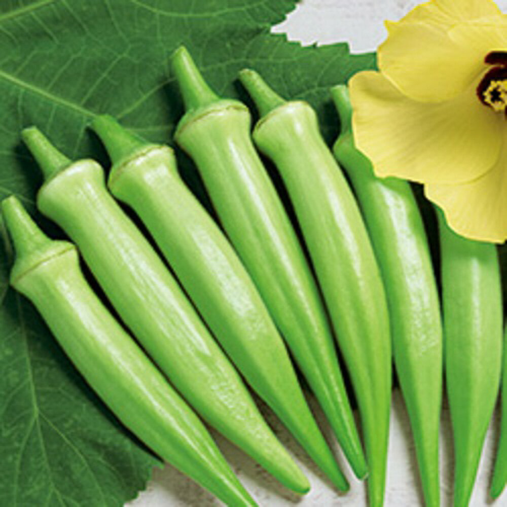 オクラ ヘルシエ タキイ育成 PVP 1000粒1センR オクラ おくら 【タキイ 種 たね タネ】【通常5倍 5のつく日はポイント10倍】