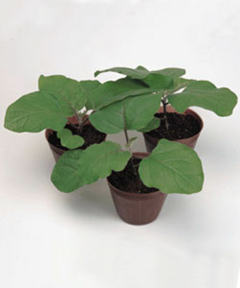 樂天商城 - 一代交配(台木用)台太郎茄子 一代交配 1000粒1センR ナス なす 茄子【タキイ 種 たね タネ】【通常5倍 5のつく日はポイント10倍】