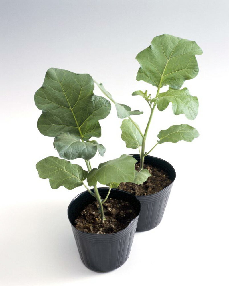 台木用トナシム茄子 タキイ育成 PVP 1000粒1センR ナス なす 茄子【タキイ 種 たね タネ】【通常5倍 5のつく日はポイント10倍】