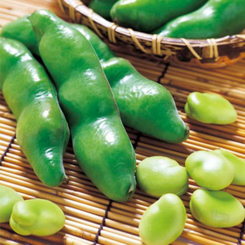 三連蚕豆 タキイ育成 1L 豆 マメ まめ【タキイ 種 たね タネ】【通常5倍 5のつく日はポイント10倍】