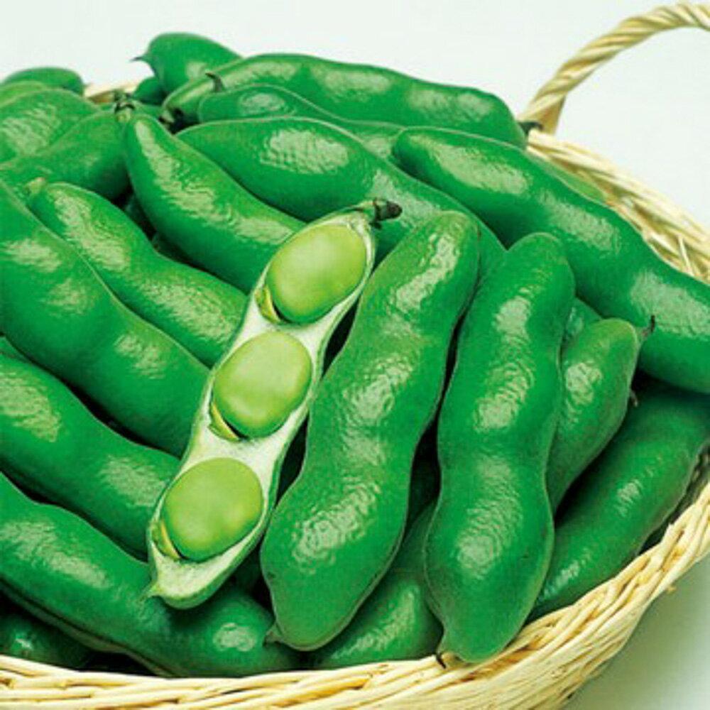 仁徳一寸蚕豆 タキイ育成 1L 豆 マメ まめ【タキイ 種 たね タネ】【通常5倍 5のつ...