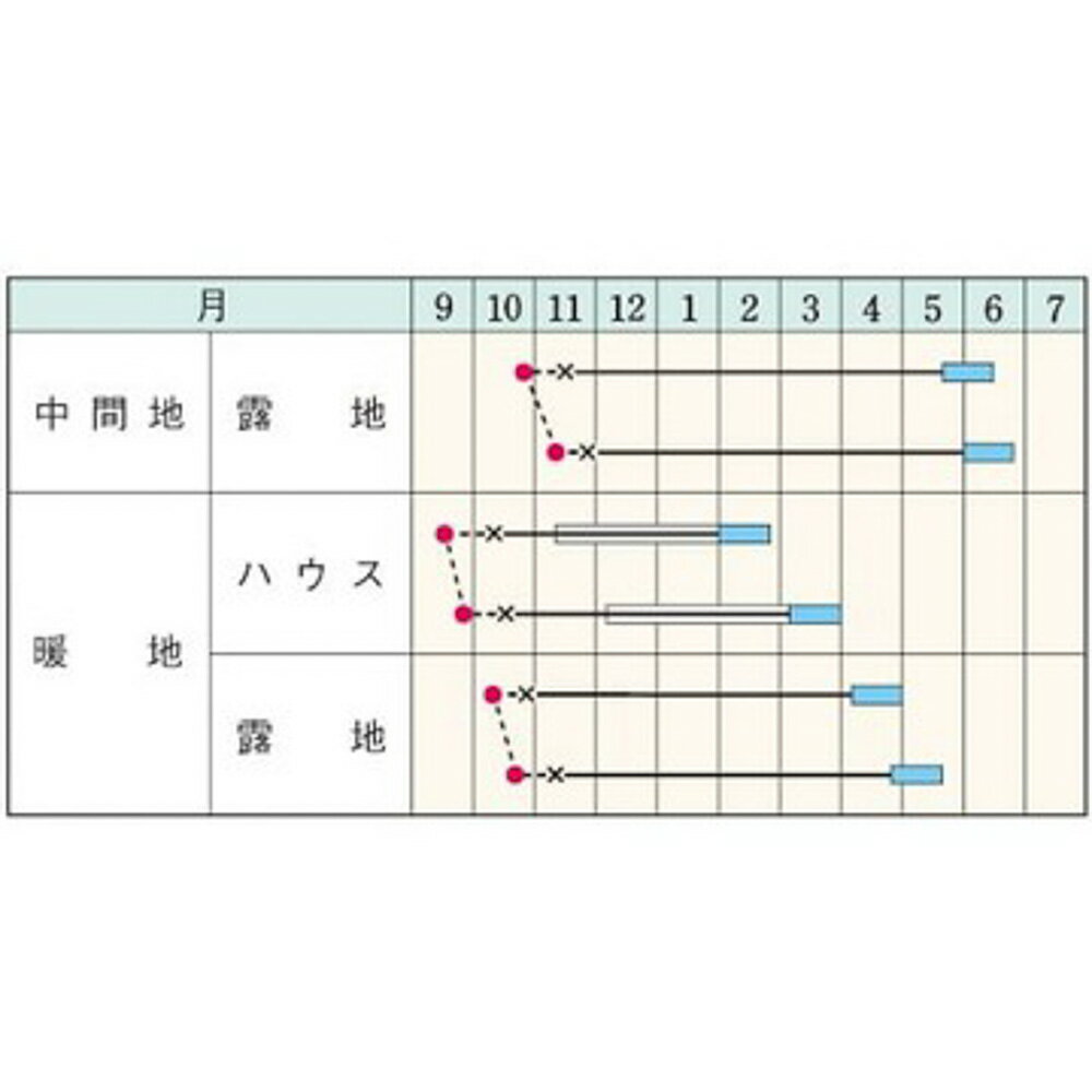 仁徳一寸蚕豆 タキイ育成 1L 豆 マメ まめ【タキイ 種 たね タネ】【通常5倍 5のつ...