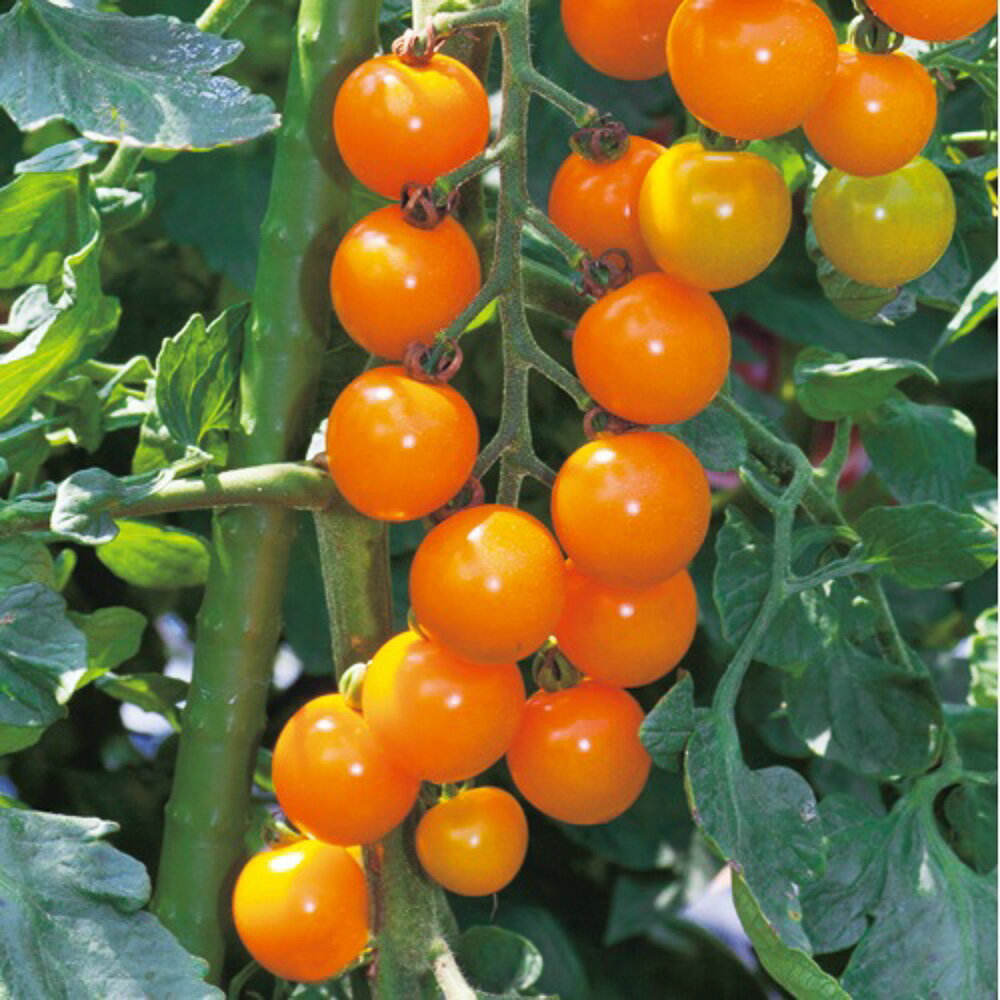 オレンジ千果トマト タキイ交配 PVP 1センR1000粒 トマト とまと 蕃茄【タキイ 種 たね タネ】【通常5倍 5のつく日はポイント10倍】