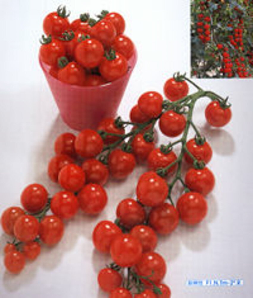 スイスチャード ブライトライト (フダンナ) 1L タキイ種苗(株) [種子/野菜]