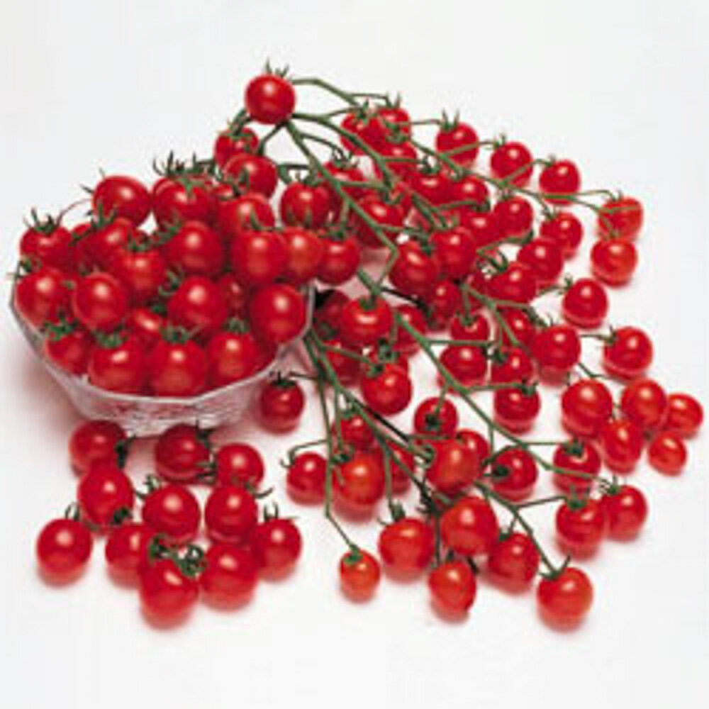 樂天商城 - ペペトマト タキイ交配 1センR1000粒 トマト とまと 蕃茄【タキイ 種 たね タネ】【通常5倍 5のつく日はポイント10倍】