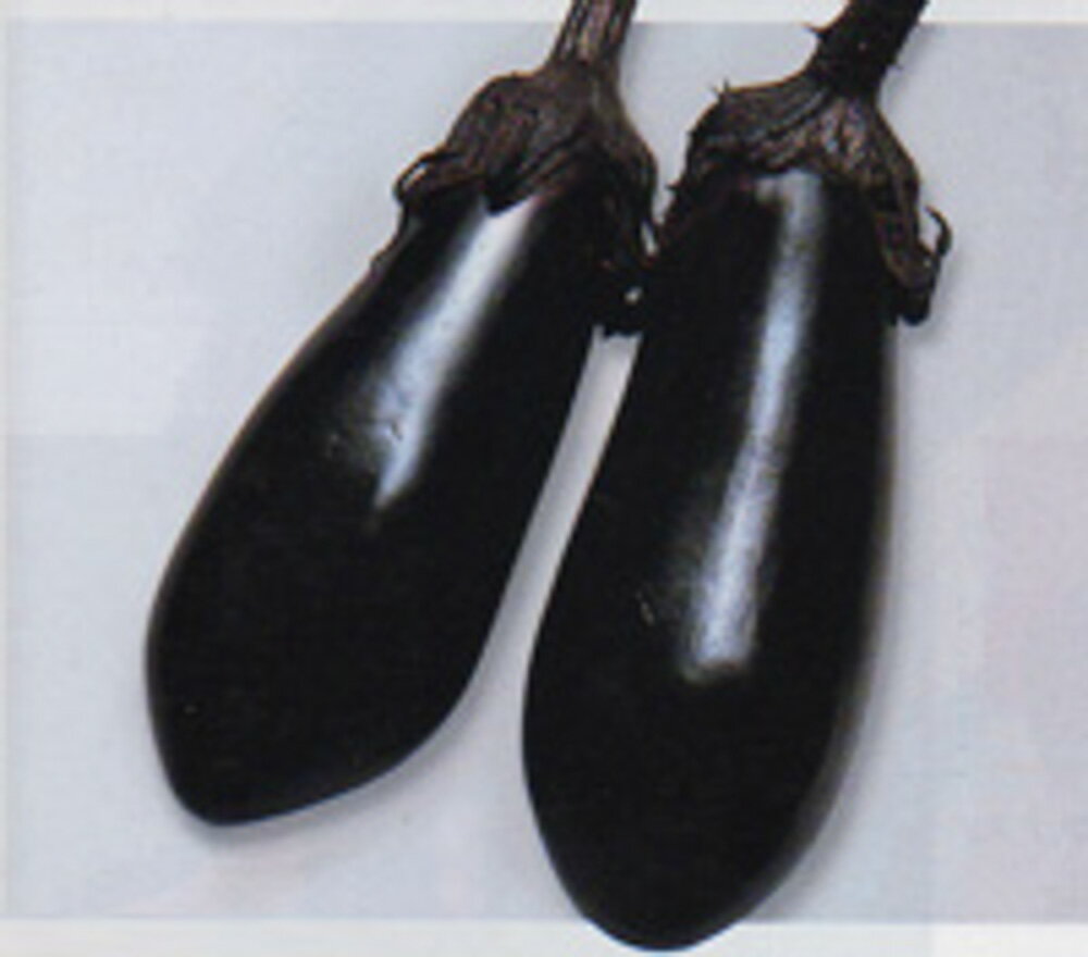 樂天商城 - 千両茄子 タキイ交配 2センR2000粒 ナス なす 茄子【タキイ 種 たね タネ】【通常5倍 5のつく日はポイント10倍】