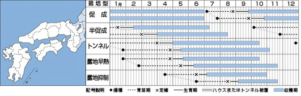 PC筑陽茄子 タキイ交配 1センR100粒 ナス なす 茄子【タキイ 種 たね タネ】【通常...
