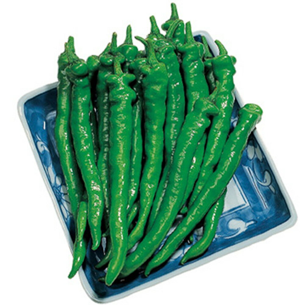 樂天商城 - 伏見甘長とうがらし 2センR2000粒 唐辛子 とうがらし トウガラシ【タキイ 種 たね タネ】【通常5倍 5のつく日はポイント10倍】