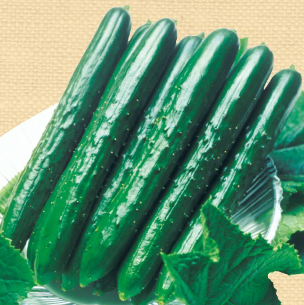 樂天商城 - 夏すずみ胡瓜 タキイ交配 350R350粒 胡瓜 キュウリ きゅうり夏すずみ胡瓜 350R350粒【タキイ 種 たね タネ】【通常5倍 5のつく日はポイント10倍】