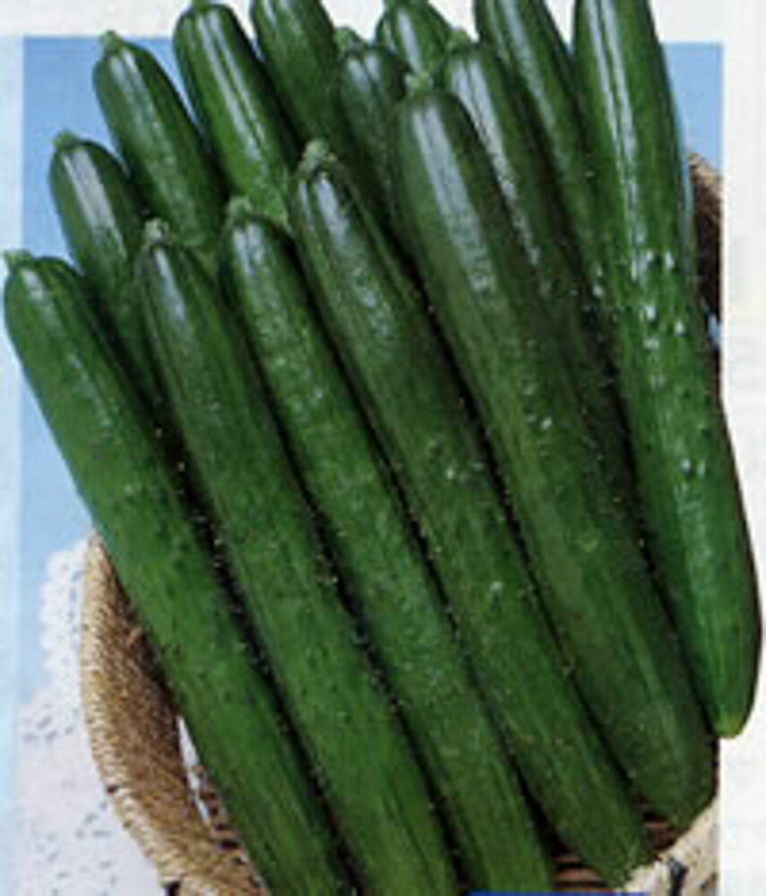 樂天商城 - 夏ばやし胡瓜 タキイ交配 350R350粒 胡瓜 キュウリ きゅうり夏ばやし胡瓜 350R350粒【タキイ 種 たね タネ】【通常5倍 5のつく日はポイント10倍】