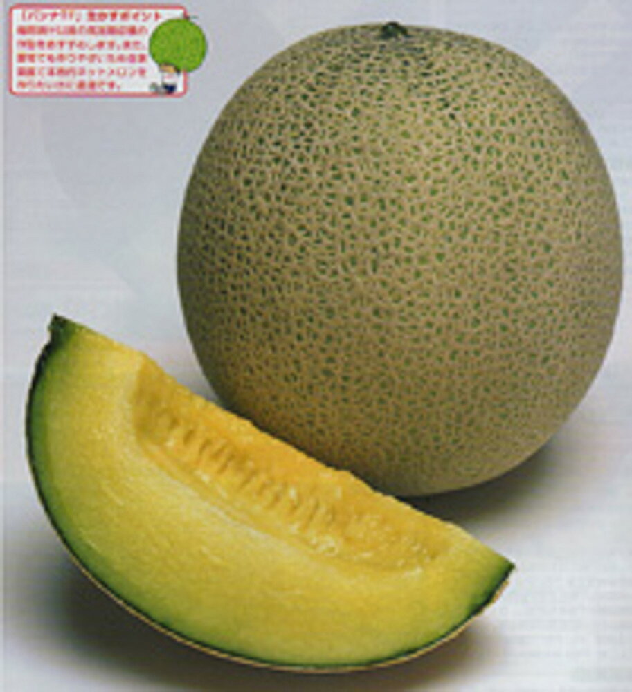 樂天商城 - パンナTFメロン タキイ交配 100R100粒 めろん メロン 舐瓜【タキイ 種 たね タネ】【通常5倍 5のつく日はポイント10倍】