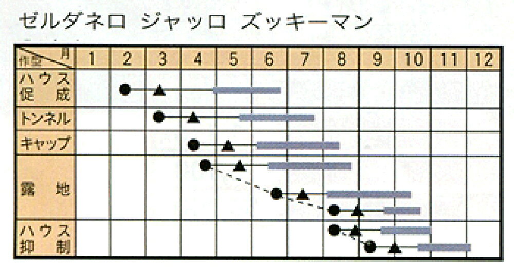 ゼルダ・ネロ 500粒 ズッキーニ ずっきーに【トキタ 種 たね タネ】【通常5倍 5のつく日はポイント10倍】