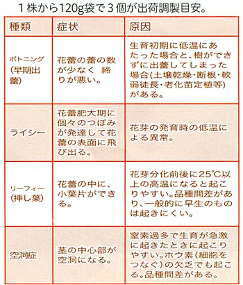 ��ܿ�� ����ե�����80 1000γ(L������) �����ȥ����ꥢ ��������� �ڥȥ��� �� ���� ���ۡ͡��̾�5�� 5�ΤĤ����ϥݥ����10�ܡ�