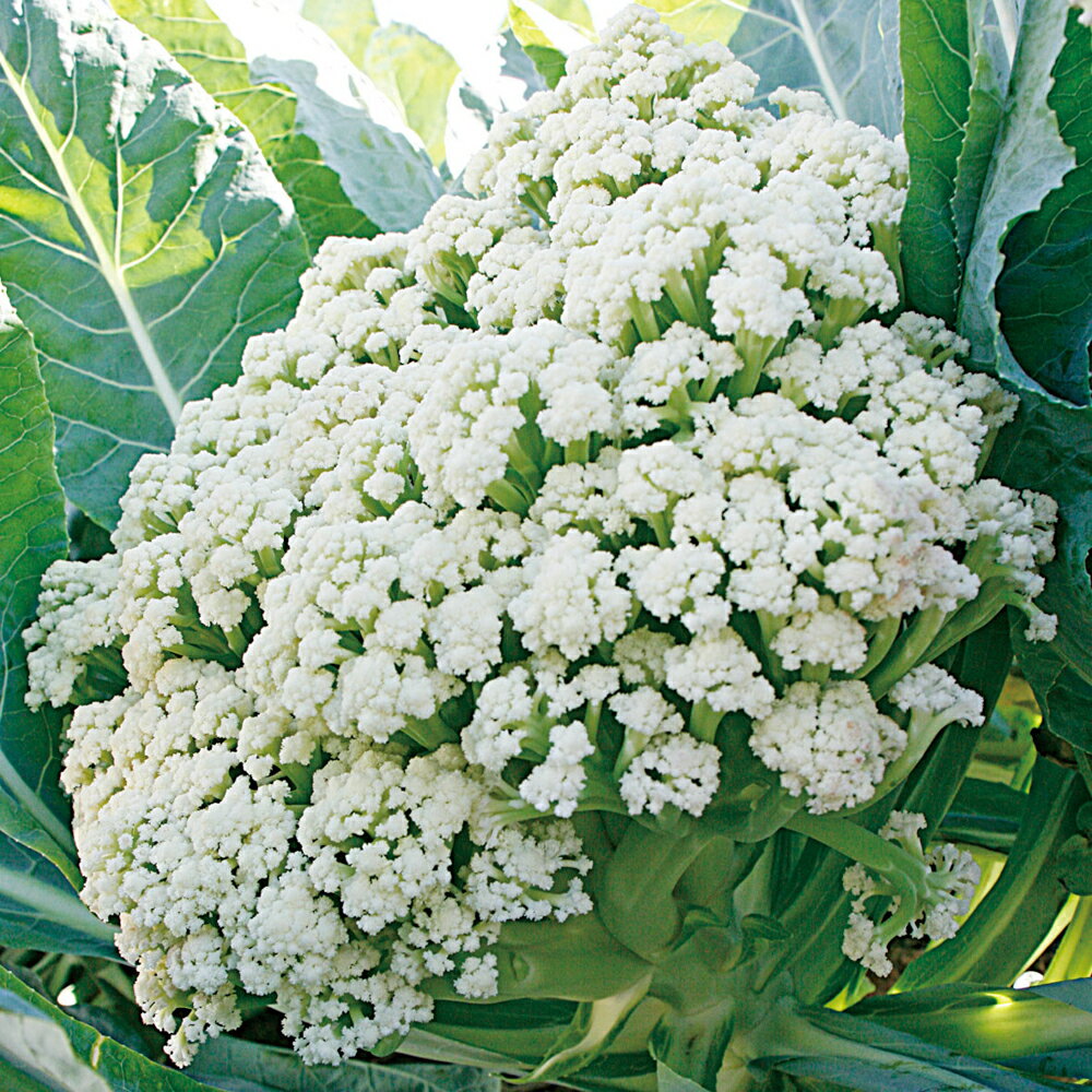 花椰菜 カリフローレ60 200粒 グストイタリア ダイヤ交配 【トキタ 種 たね タネ】【通常5倍 5のつく日..