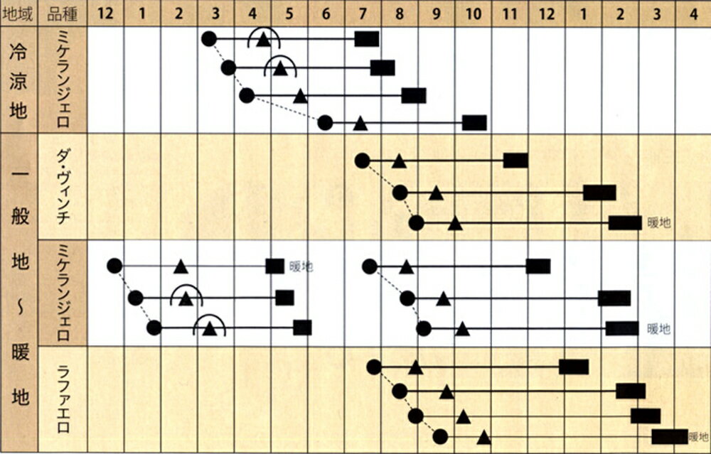 ロマネスコ ラファエロ 200粒 グストイタリア ダイヤ交配 【トキタ 種 たね タネ】【通常5倍 5のつく日はポイント10倍】