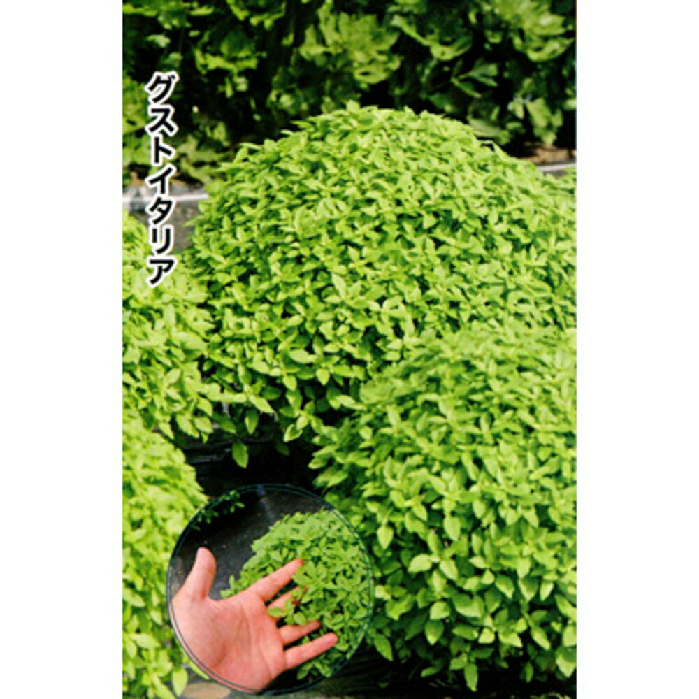 バジル バジリコ・ナーノ 15000粒 グストイタリア【トキタ 種 たね タネ】【通常5倍 5のつく日はポイント10倍】
