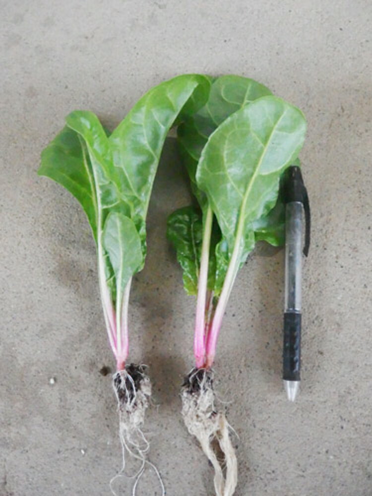 ビエトラ・ビアンコ 10000粒 グストイタリア【トキタ 種 たね タネ】【通常5倍 5の...