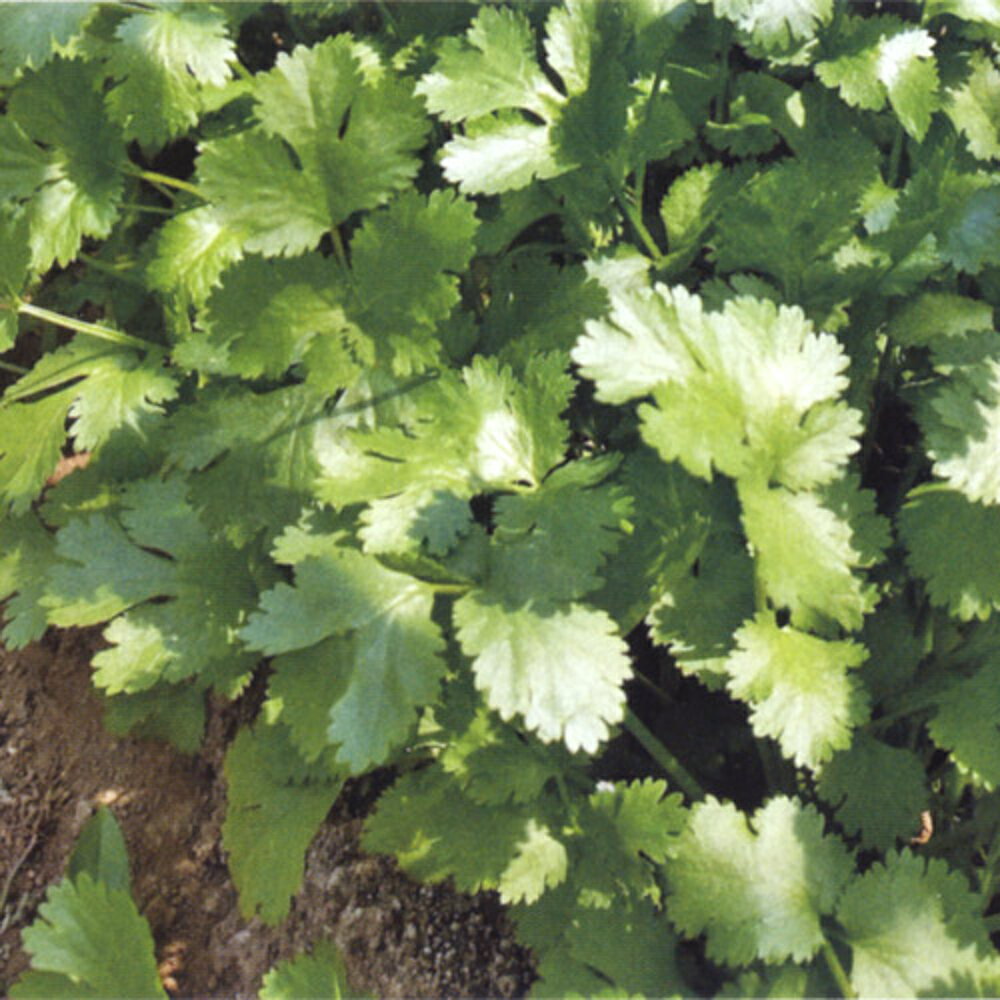 樂天商城 - サワディ 1L パクチー【トキタ 種 たね タネ】【通常5倍 5のつく日はポイント10倍】