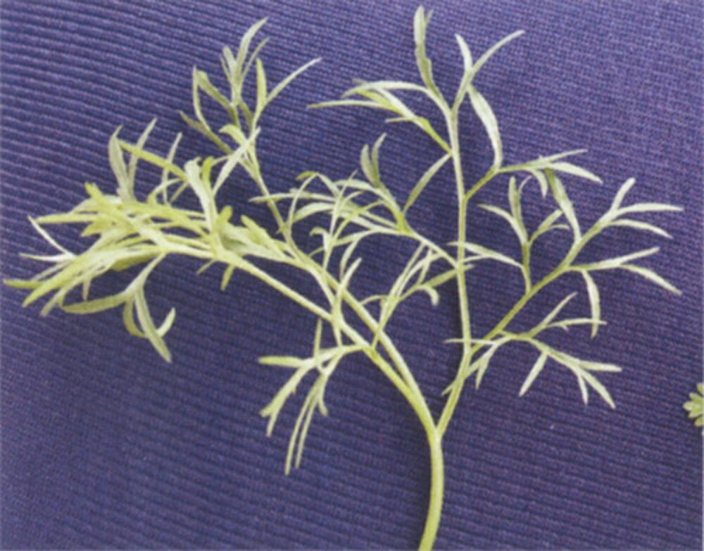 ナリー(細葉TS-202) 2DL パクチー【トキタ 種 たね タネ】【通常5倍 5のつく日はポイント10倍】