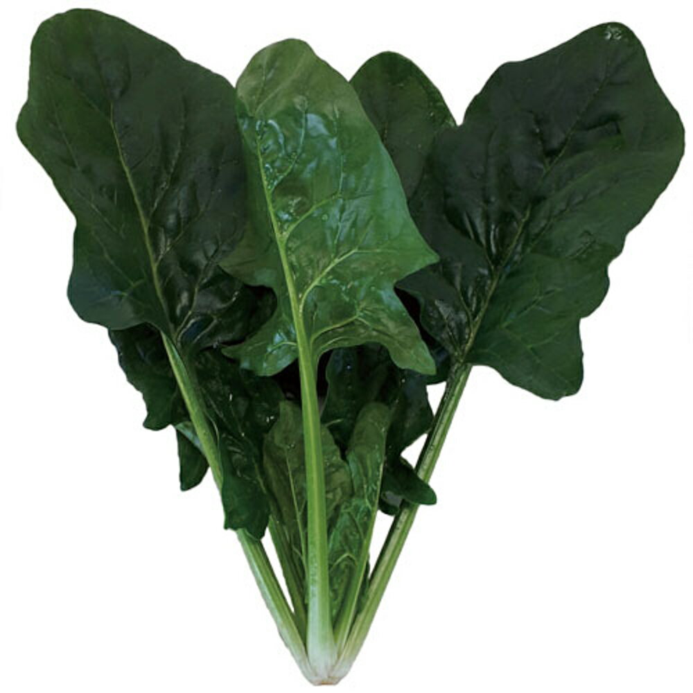 樂天商城 - プリウスベータ L3万粒 ほうれん草 法蓮草 ホウレンソウ ほうれんそう ダイヤ交配 【トキタ 種 たね タネ】【通常5倍 5のつく日はポイント10倍】