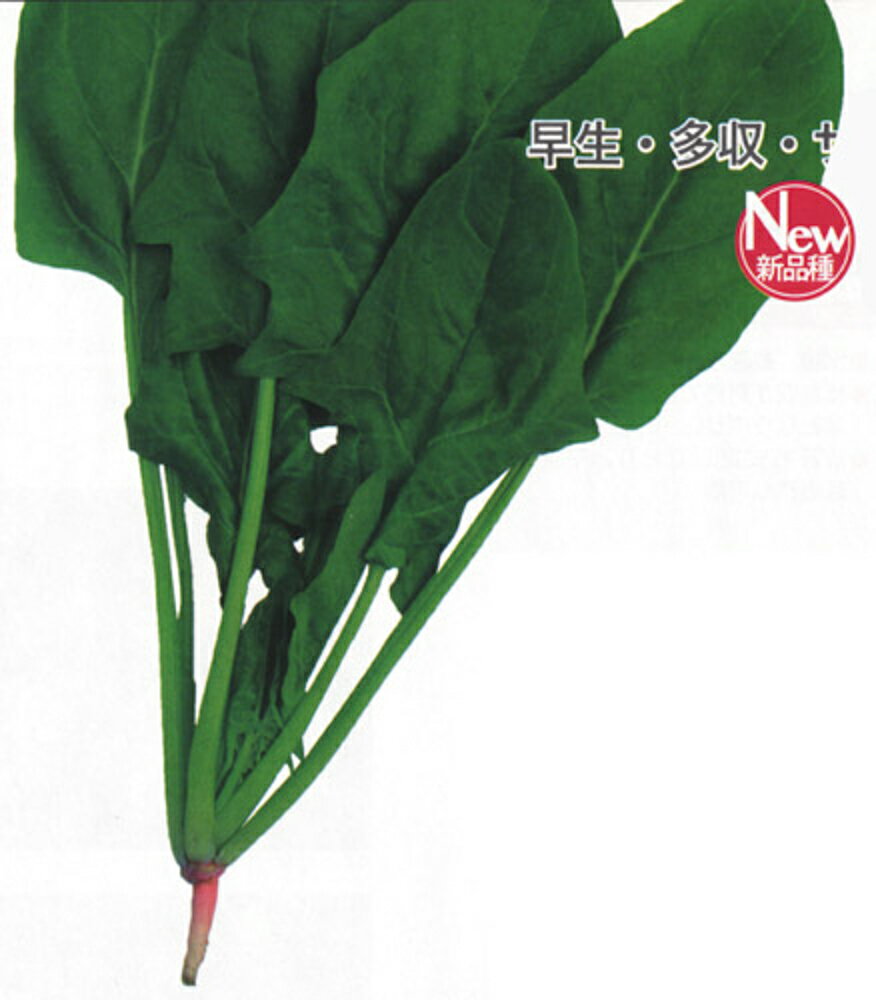 乐天商城 - 早生サラダほうれん草 1L ほうれん草 法蓮草 ホウレンソウ ほうれんそう ダイヤ交配 【トキタ 種 たね タネ】【通常5倍 5のつく日はポイント10倍】