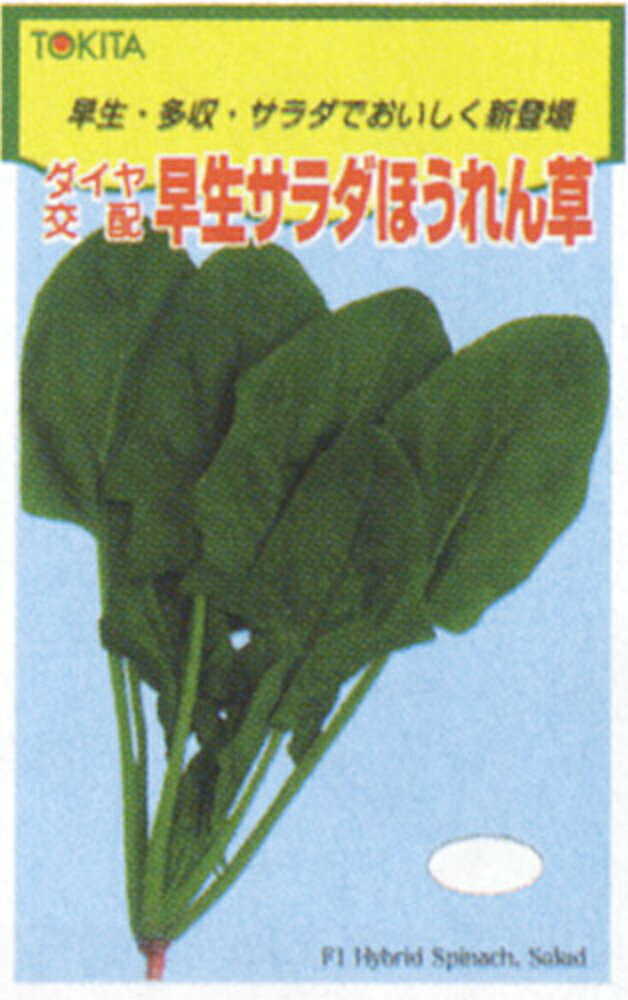 全国種苗出荷センターの早生サラダほうれん草 1L ほうれん草 法蓮草 ホウレンソウ ほうれんそう ダイヤ交配 【トキタ 種 たね タネ】【通常5倍 5のつく日はポイント10倍】｜アングル2