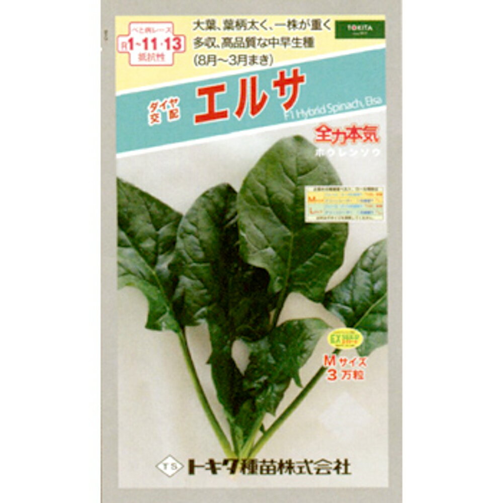 エルサ M3万粒 ほうれん草 法蓮草 ホウレンソウ ほうれんそう ダイヤ交配 【トキタ 種 たね タネ】【通常5倍 5のつく日はポイント10倍】