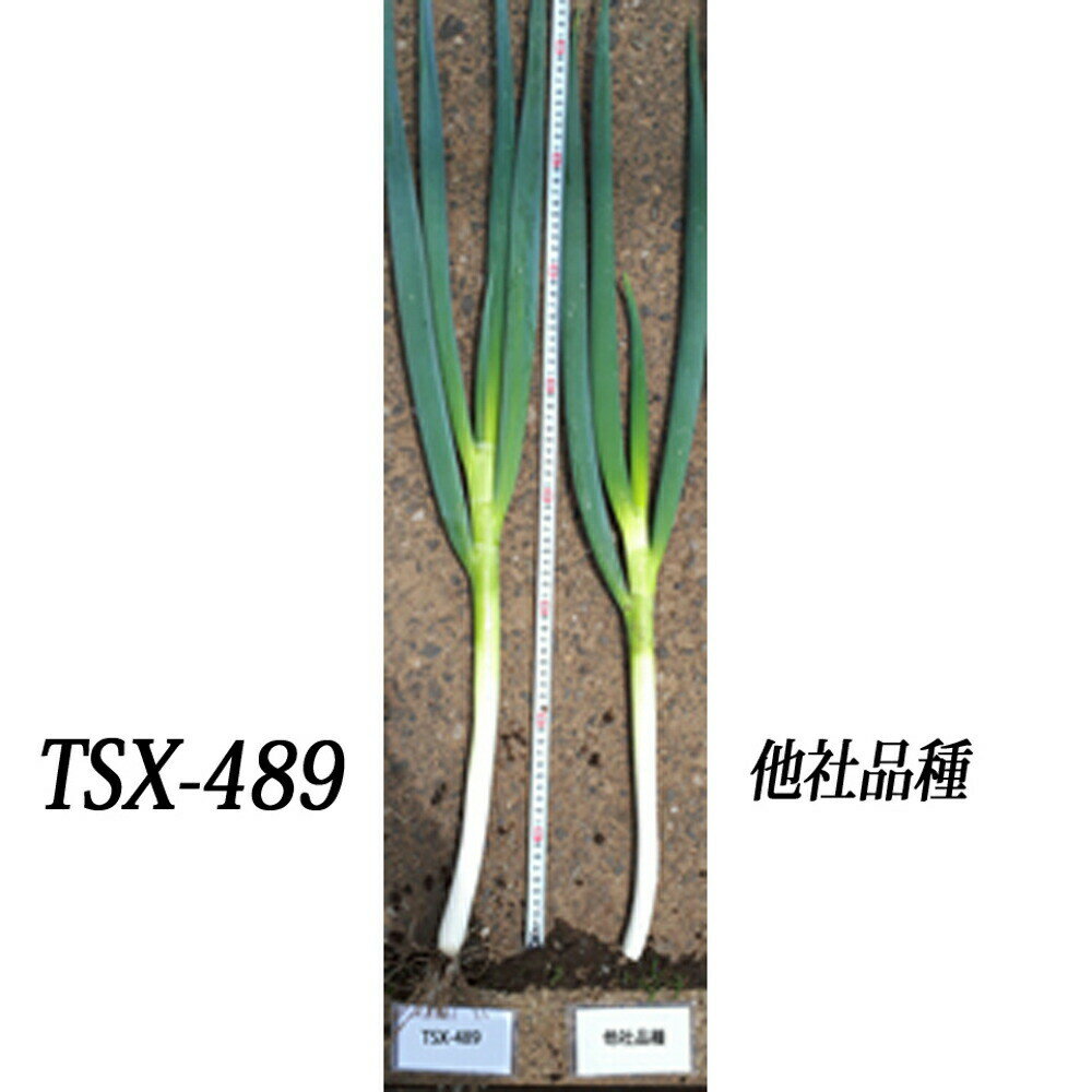 深緑のほほえみ TSX-489 5000粒(コート) 葱 ネギ ねぎ ダイヤ交配 【トキタ 種 たね タネ】【通常5倍 5のつく日はポイント10倍】