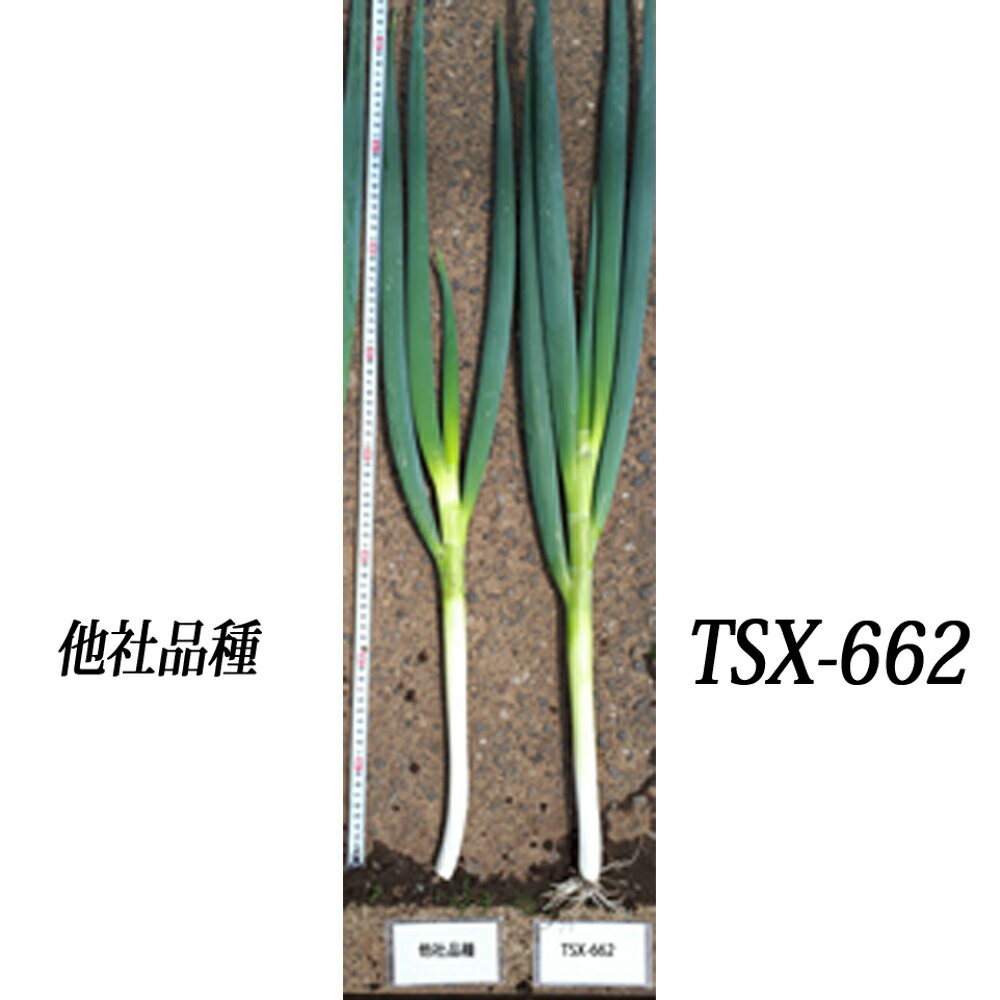 陽春の宴 TSX-662 1DL 葱 ネギ ねぎ ダイヤ交配