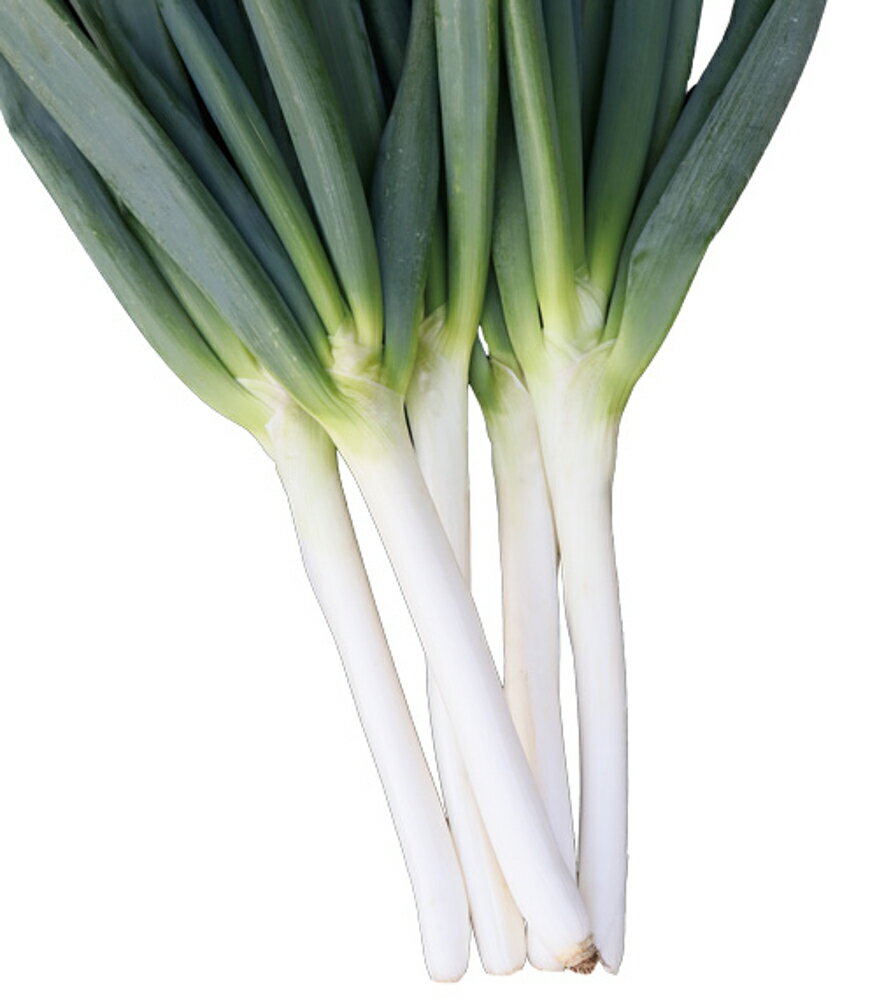 なべちゃんゴールド(TSX-521) 1DL 葱 ネギ ねぎ ダイヤ交配 【トキタ 種 たね タネ】【通常5倍 5のつく日はポイント10倍】