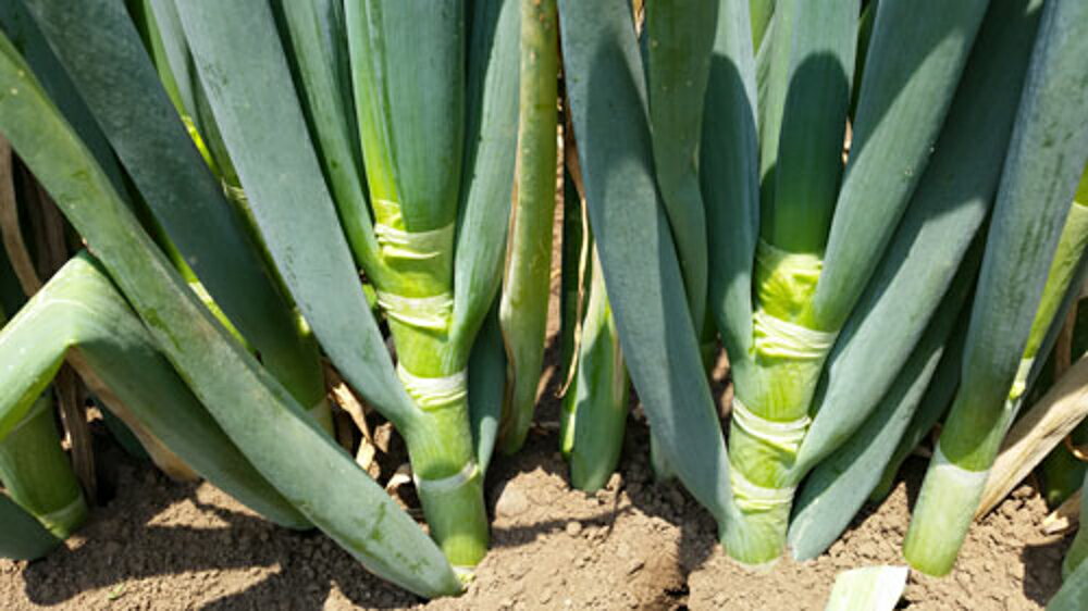 ���ФΤ����ʤ�(TSX-513) 5000γ(������) Ǭ �ͥ� �ͤ� ��������� �ڥȥ��� �� ���� ���ۡ͡��̾�5�� 5�ΤĤ����ϥݥ����10�ܡ�