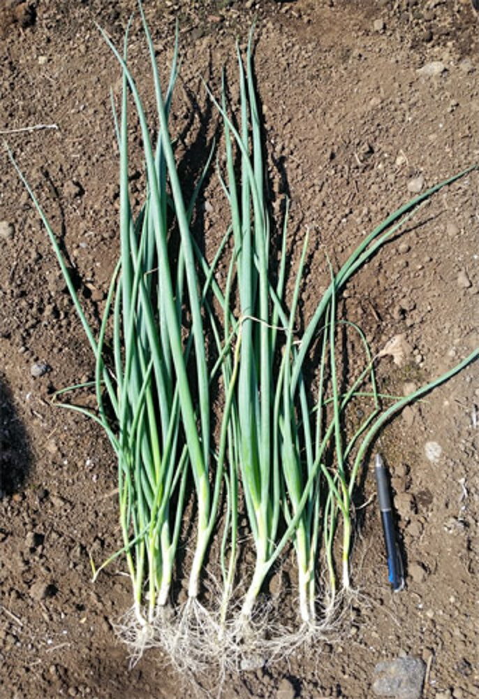 樂天商城 - グリーンバーディー(TSX-519こねぎ) 2DL 葱 ネギ ねぎ ダイヤ交配 【トキタ 種 たね タネ】【通常5倍 5のつく日はポイント10倍】