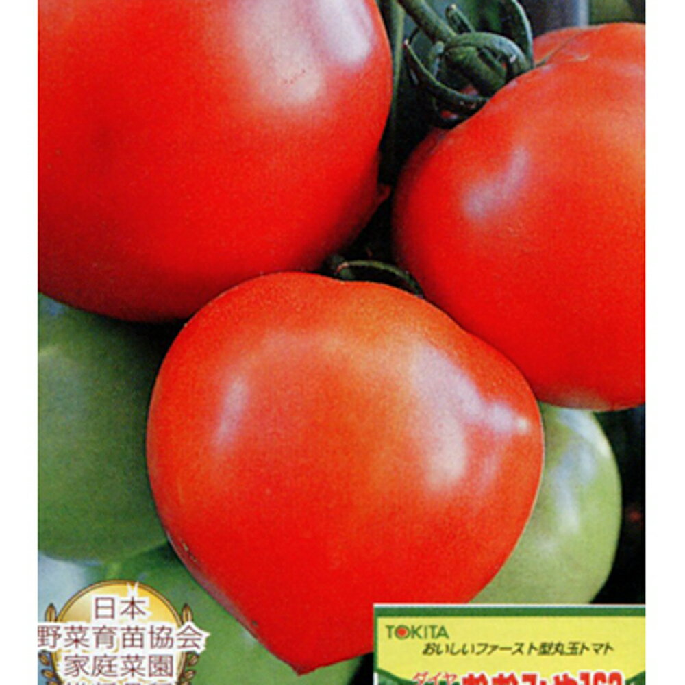 樂天商城 - おおみや163 1000粒 トマト とまと 蕃茄 ダイヤ交配 【トキタ 種 たね タネ】【通常5倍 5のつく日はポイント10倍】