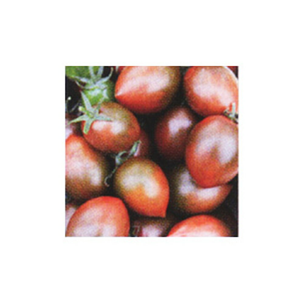 サンココア(TSX-119) 100粒 トマト とまと 蕃茄 ダイヤ交配 【トキタ 種 たね タネ...