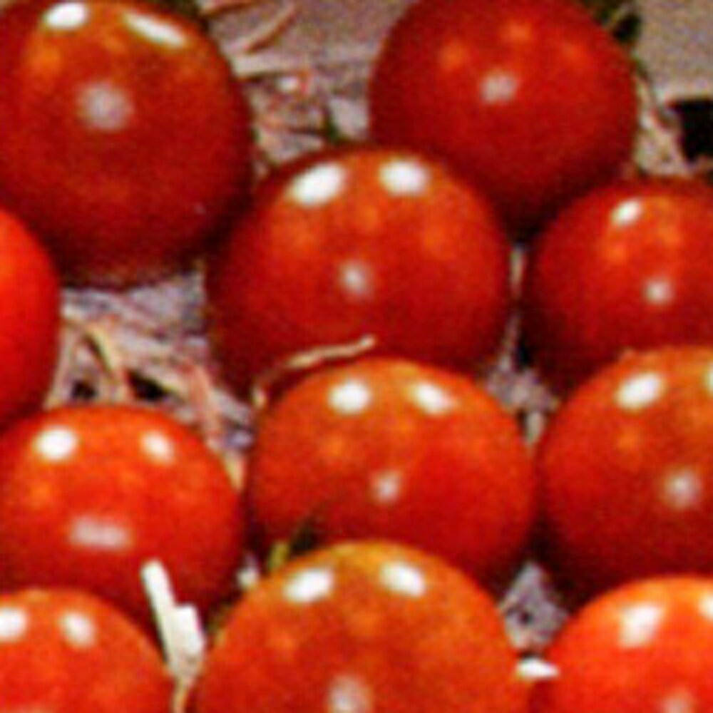 サンショコラ(TSX-111系) 100粒 トマト とまと 蕃茄 ダイヤ交配 【トキタ 種 たね タネ】【通常5倍 5のつく日はポイント10倍】