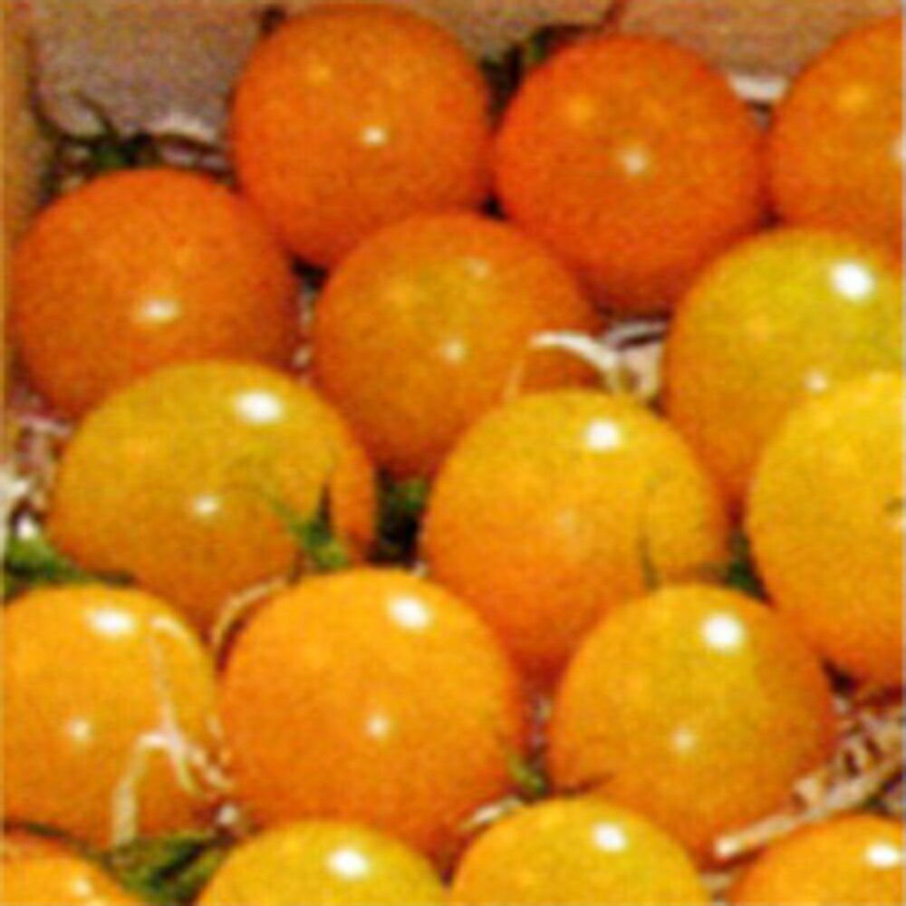 サンレモン(TSX-112黄) 100粒 トマト とまと 蕃茄 ダイヤ交配 【トキタ 種 たね タネ】【通常5倍 5のつく日はポイント10倍】