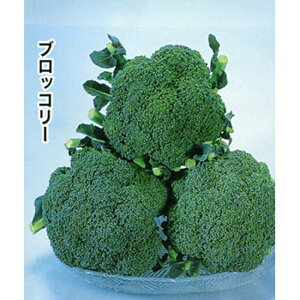 瑞麟 20ml ブロッコリー ダイヤ交配 【トキタ 種 たね タネ】【通常5倍 5のつく日はポイント10倍】