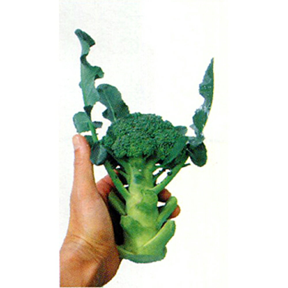 ミニッコリー 20ml ブロッコリー ダイヤ交配 【トキタ 種 たね タネ】【通常5倍 5のつく日はポイント10倍】