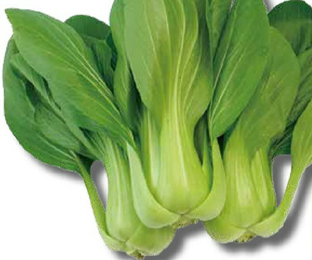 樂天商城 - TSX-317 2dl 青梗菜 チンゲン菜 チンゲンサイ ちんげんさい ダイヤ交配 【トキタ 種 たね タネ】【通常5倍 5のつく日はポイント10倍】