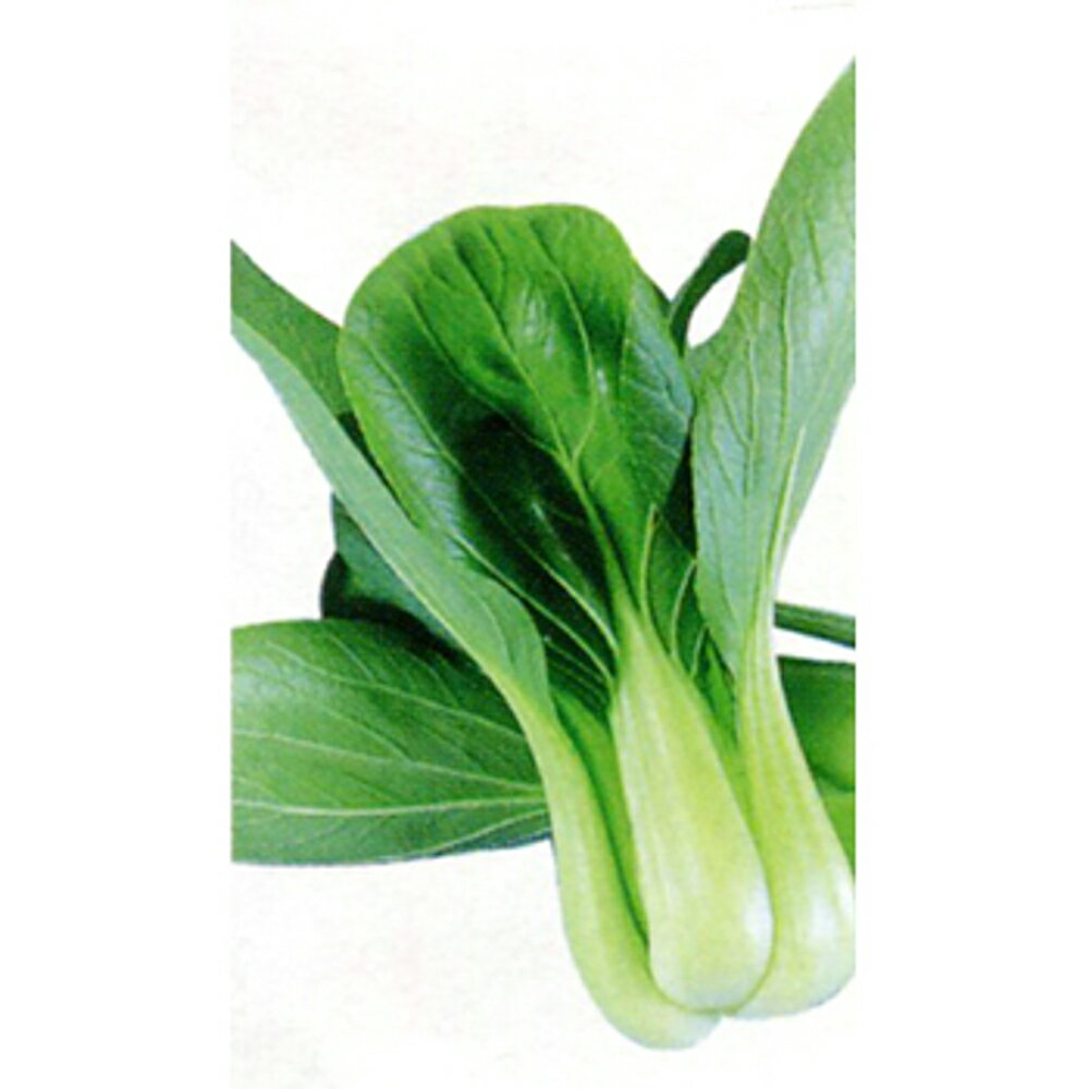 華江 20ml 青梗菜 チンゲン菜 チンゲンサイ ちんげんさい ダイヤ交配 【トキタ 種 たね タネ】【通常5倍 5のつく日はポイント10倍】
