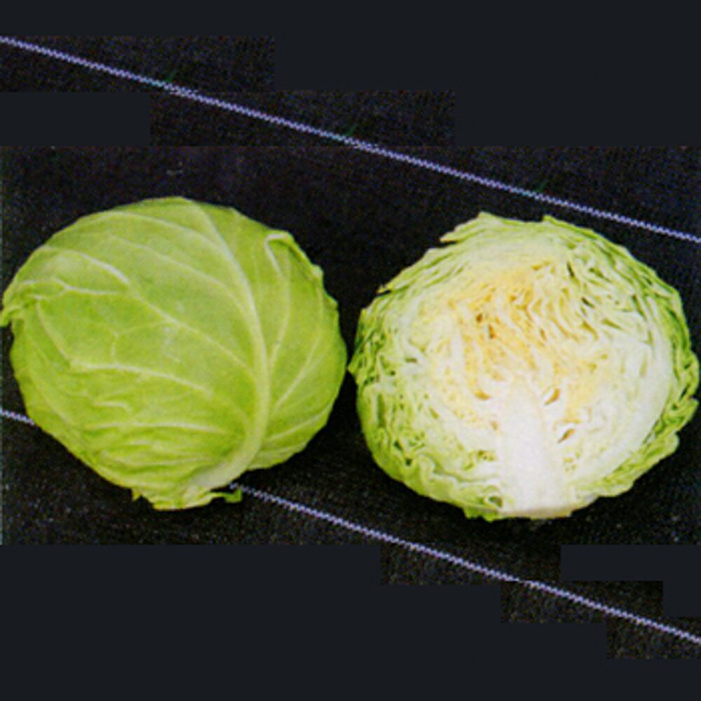 ��å��ܡ���(TSX-206) 5000γ(������) ����٥� ��������� �ڥȥ��� �� ���� ���ۡ͡��̾�5�� 5�ΤĤ����ϥݥ����10�ܡ�