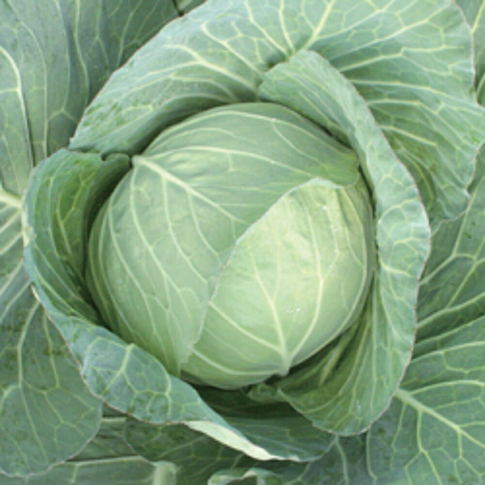 YR����(TSX-203) 5000γ(������) ����٥� ��������� �ڥȥ��� �� ���� ���ۡ͡��̾�5�� 5�ΤĤ����ϥݥ����10�ܡ�