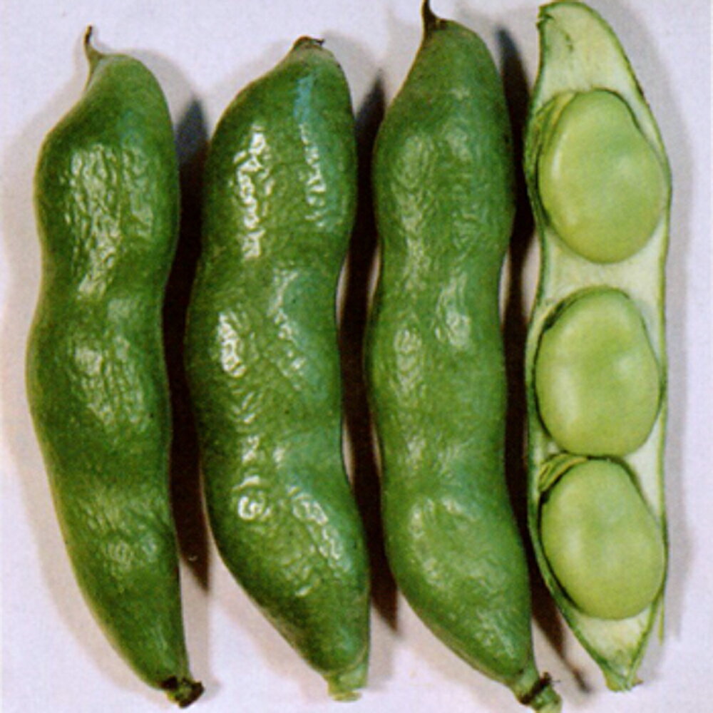 莢濃緑、大粒のソラマメ