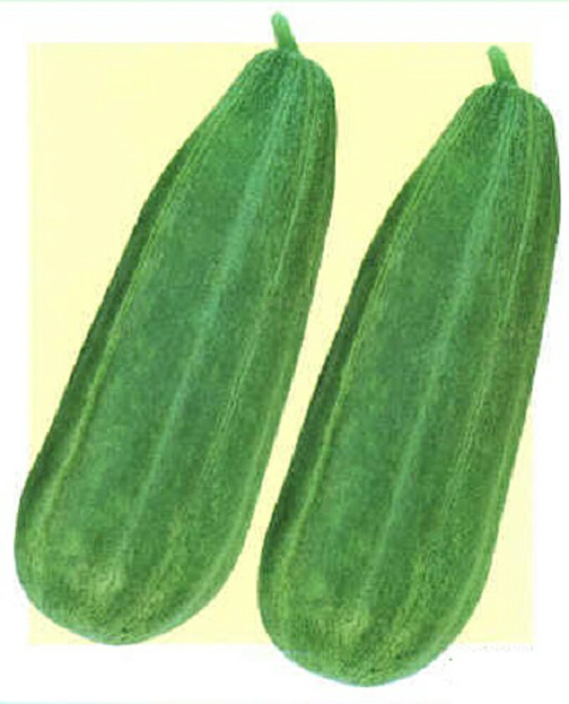 樂天商城 - 青はぐら 1dl ウリ うり 瓜【トキタ 種 たね タネ】【通常5倍 5のつく日はポイント10倍】