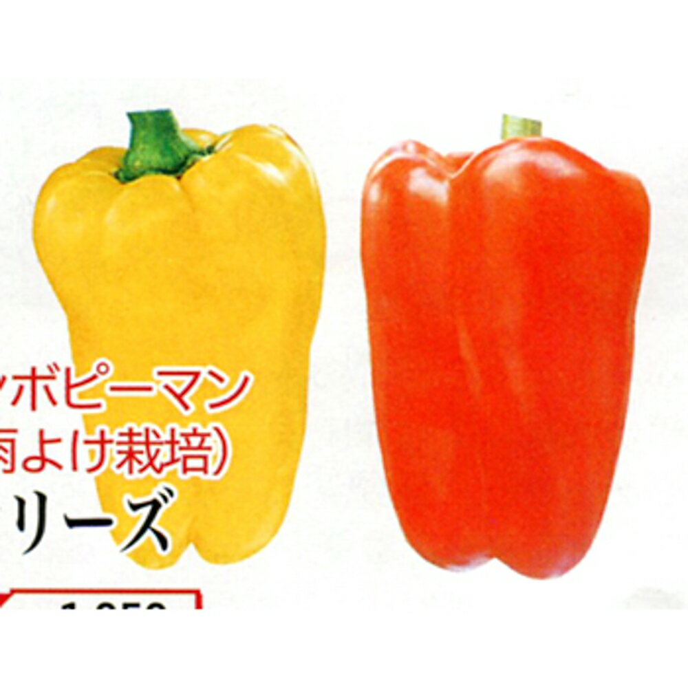 樂天商城 - サラピーレッド 小(30粒) ピーマン ぴーまん ダイヤ交配 【トキタ 種 たね タネ】【通常5倍 5のつく日はポイント10倍】