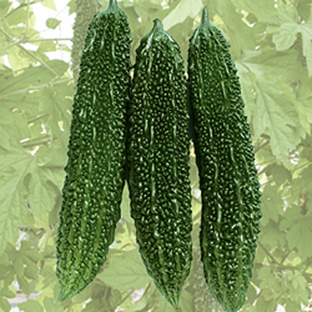 にがにがくん 100粒 ニガウリ にがうり 苦瓜 ダイヤ交配 【トキタ 種 たね タネ】【通常5倍 5のつく日はポイント10倍】